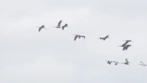 Cranes in flight Video stock 160998778