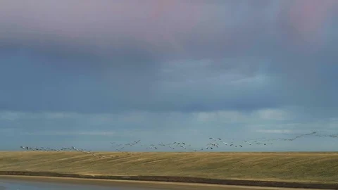 Cranes. A flock of cranes in flight on a background of pink sky. Drone shooting Stock Footage 121977945