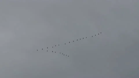 Cranes fly away Video stock 165395795