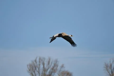 Cranes fly in the blue sky in front of trees. Migratory birds on the Darss... Stock Photos