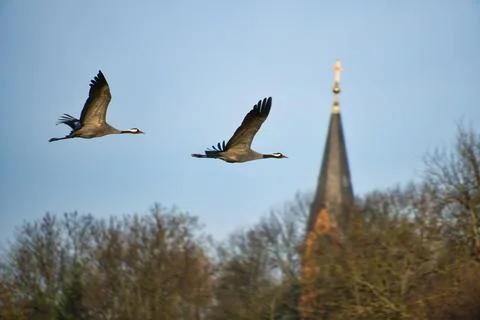 Cranes fly in the blue sky in front of the church tower. Migratory birds on.. Stock Photos
