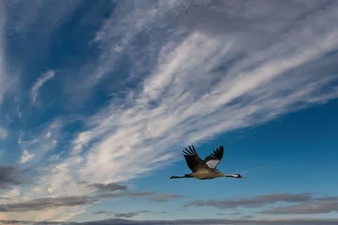 Cranes fly in the cloudy sky. Migratory birds on the Darss. Wildlife photo 写真素材