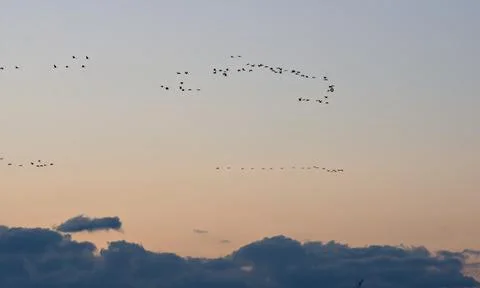 Cranes fly in the night sky in a large wedge Stock Photos