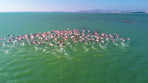 Cranes fly over the sea. Drone photography Stock Footage 264167930
