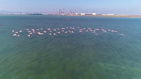 Cranes fly over the sea. Drone photography Stock Footage 264167956