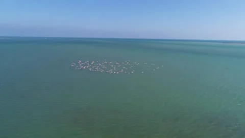 Cranes fly over the sea. Drone photography Stock Footage 264168076
