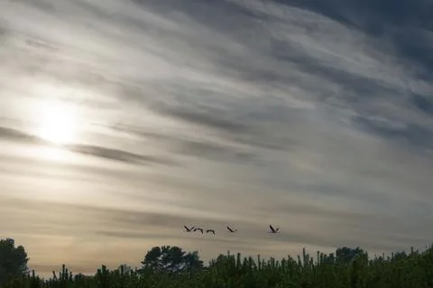 Cranes fly over trees in a forest with dramatic skies. Migratory birds on t.. Stock Photos