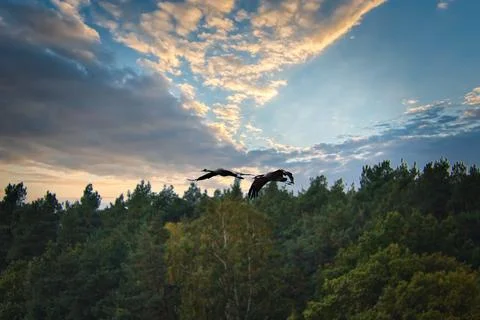 Cranes fly over trees in a forest at sunset. Migratory birds on the Darss Stock Photos