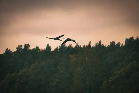 Cranes fly over trees in a forest at sunset. Migratory birds on the Darss Fotos Stock