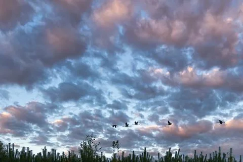 Cranes fly over trees in a forest with dramatic skies. Migratory birds on t.. Fotos Stock