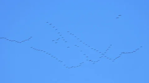 Cranes fly in the sky Video stock 108729371