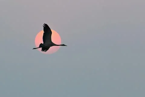 Cranes fly in the sky in front of the moon. Migratory birds on the Darss. W.. Stock Photos