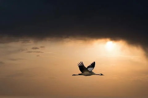Cranes fly in the sky at sunset. Migratory birds on the Darss. Wildlife photo Stock Photos