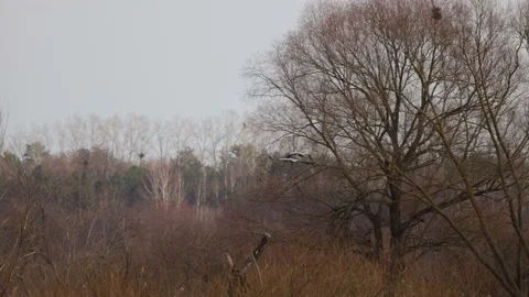 Cranes fly towards the forest, 4K slomo Stock Footage 171323256