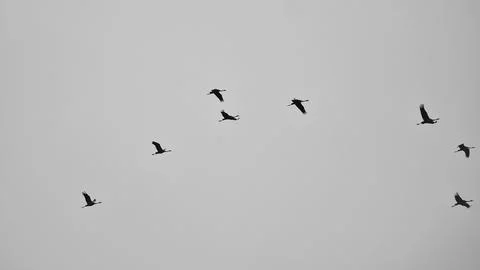 Cranes fly in V formation in the sky. Migratory birds on the Darss. black whi Stock Photos