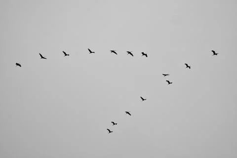 Cranes fly in V formation in the sky. Migratory birds on the Darss. black whi Stock Photos