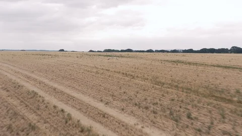 Cranes flying above cornfield Stock Footage 112399748