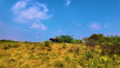 Cranes Flying Around a Horse Stock Footage 264347798