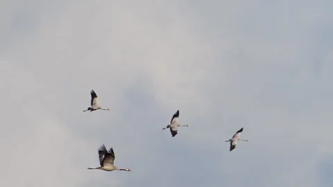 Cranes flying in the autumn sky Stock Footage 344395512