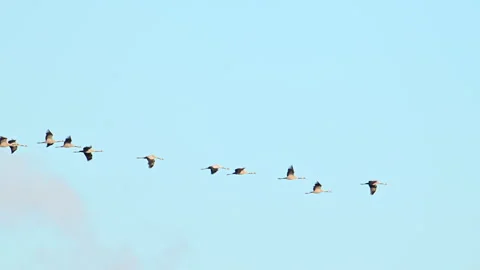 Cranes flying in the autumn sky Stock Footage 344395763