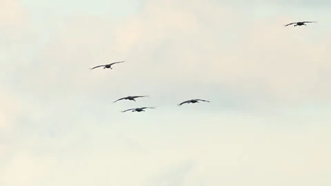 Cranes flying in the autumn sky Stock Footage 344395764