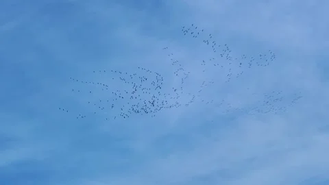 Cranes Flying in Circular Patterns Under Cirrus-Covered Sky Vídeos de archivo 306605113