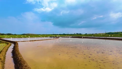 Cranes Flying - Distant Shot Video stock 263744987