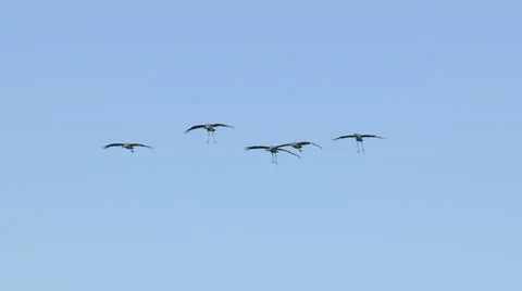 Cranes Flying 動画素材 9454376