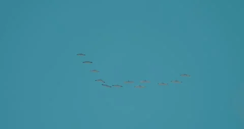 Cranes flying in formation on a clear day Stock Footage 303434654