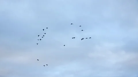 Cranes Flying high during Fall Autumn Migration Stock Footage 48080089