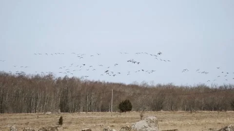 Cranes flying over an open field in spring near the forest Stock-Footage 333446497
