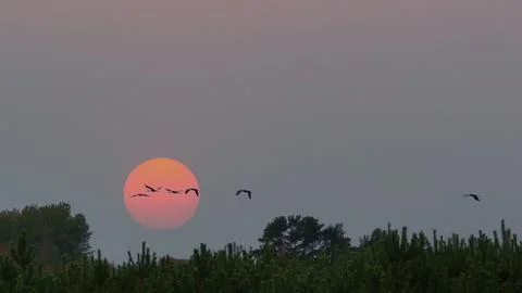 Cranes flying over trees in a forest. Migratory birds in front of the moon. Stock Photos