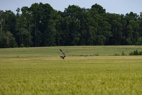 Cranes flying Stock Photos
