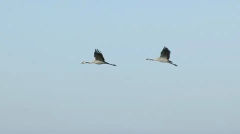 Cranes Flying slow-motion 動画素材 9450351
