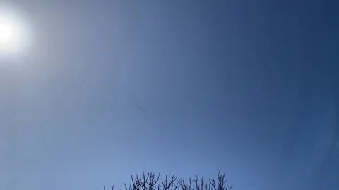 Cranes flying in spring migration over the fig tree against the sun's rays and Stock Footage 311508897