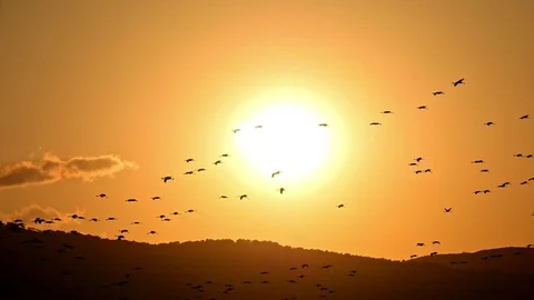 Cranes flying in the sunset 库存影片 69891797