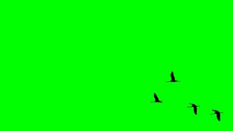 Cranes flying in super slow motion against green Stock Footage 129453030