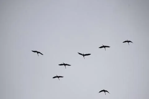 Cranes Flying in V Formation in the Bright Sky Stock Photos
