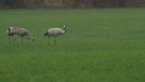 Cranes Stock Footage 8948167