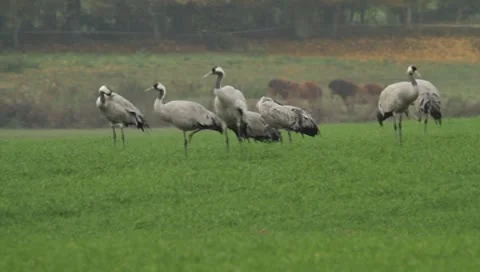 Cranes Stock-Footage 8948210