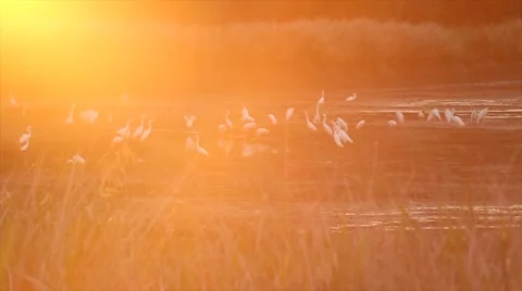 Cranes  Stock Footage 51895029