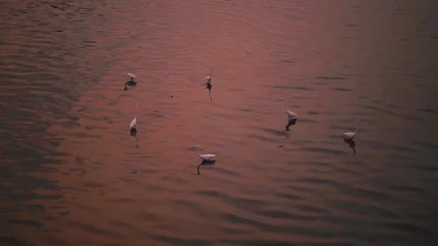 Cranes Stock Footage 149429230