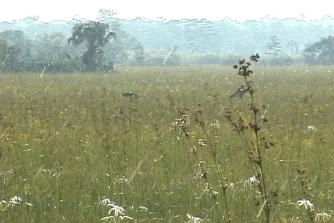 Cranes Foraging in Rainy Grass in Florida Everglades Stock Footage 121343027