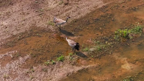 Cranes in Grassy Soil Patch, Top Down View Vídeos de archivo 311363691