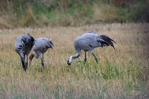 Cranes graze in the meadow. Stock Photos