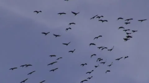 Cranes (Grus grus) flying on sky in autumn migration Stock Footage