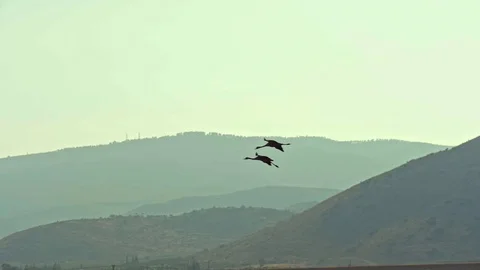 Cranes landing in the field Stock Footage 69901081