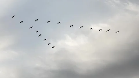 Cranes migrating in V formation across cloudy sky - Silhouetted Birds and Fowl Stock Footage 339482441