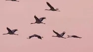 Cranes Migration In Hungary, Central-Europe Stock Footage