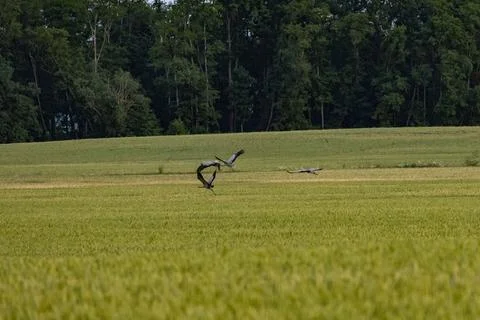 Cranes Stock Photos